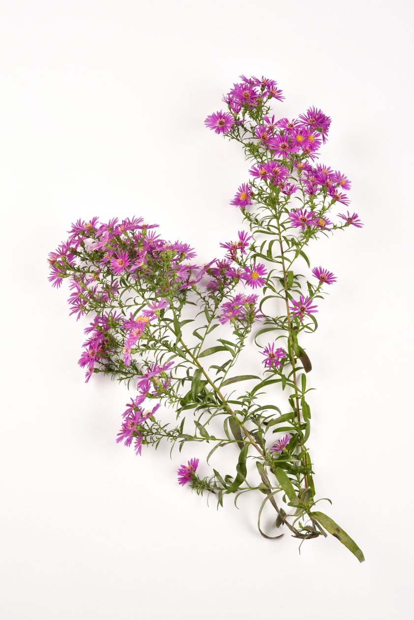 Michaelmas Daisy aster amellus