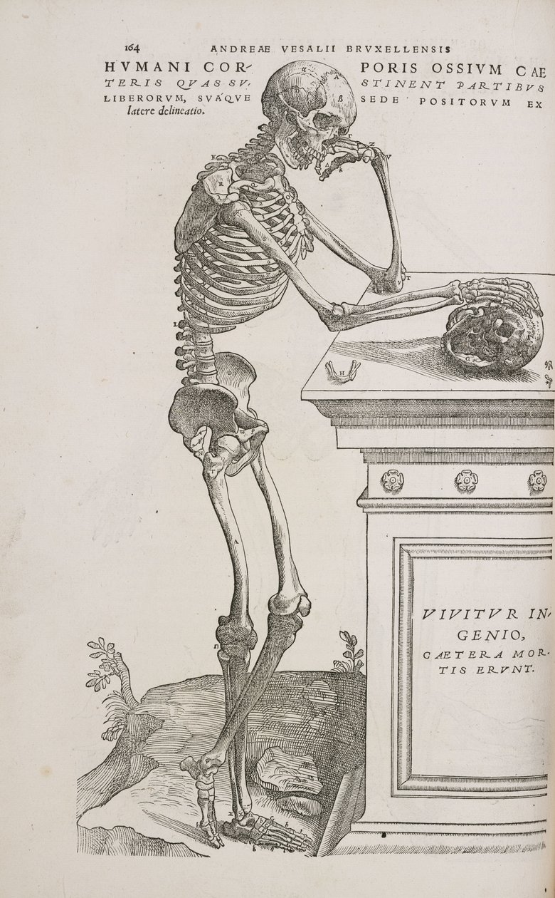 İskeletler Yandan görülen eklemli insan iskeleti by Frederick (attr. to) Barnard