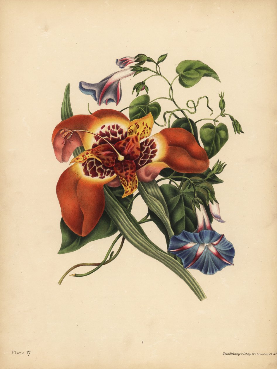 Meksika Kaplanı çiçeği, Tigridia pavonia, Değişim; Mavi majör Convolvulus, Gece by John Pardon