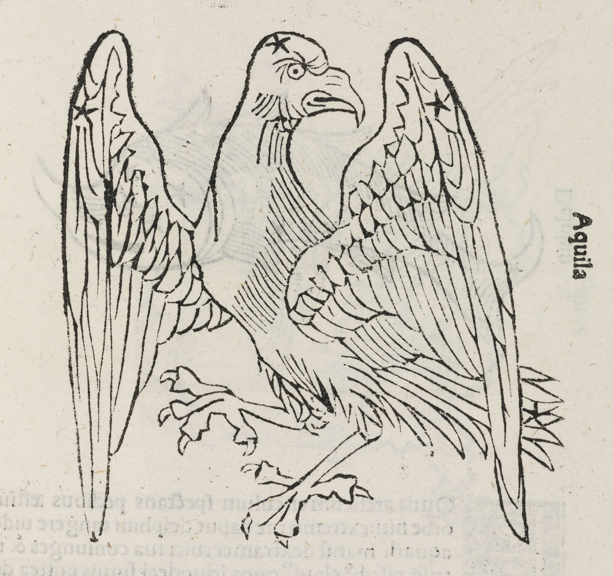 Aquila takımyıldızı by John Pardon