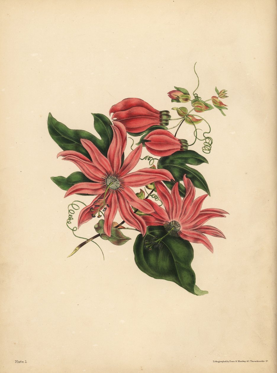 Racemose Passionflower, Passiflora racemosa, Dini batıl inanç by John Pardon