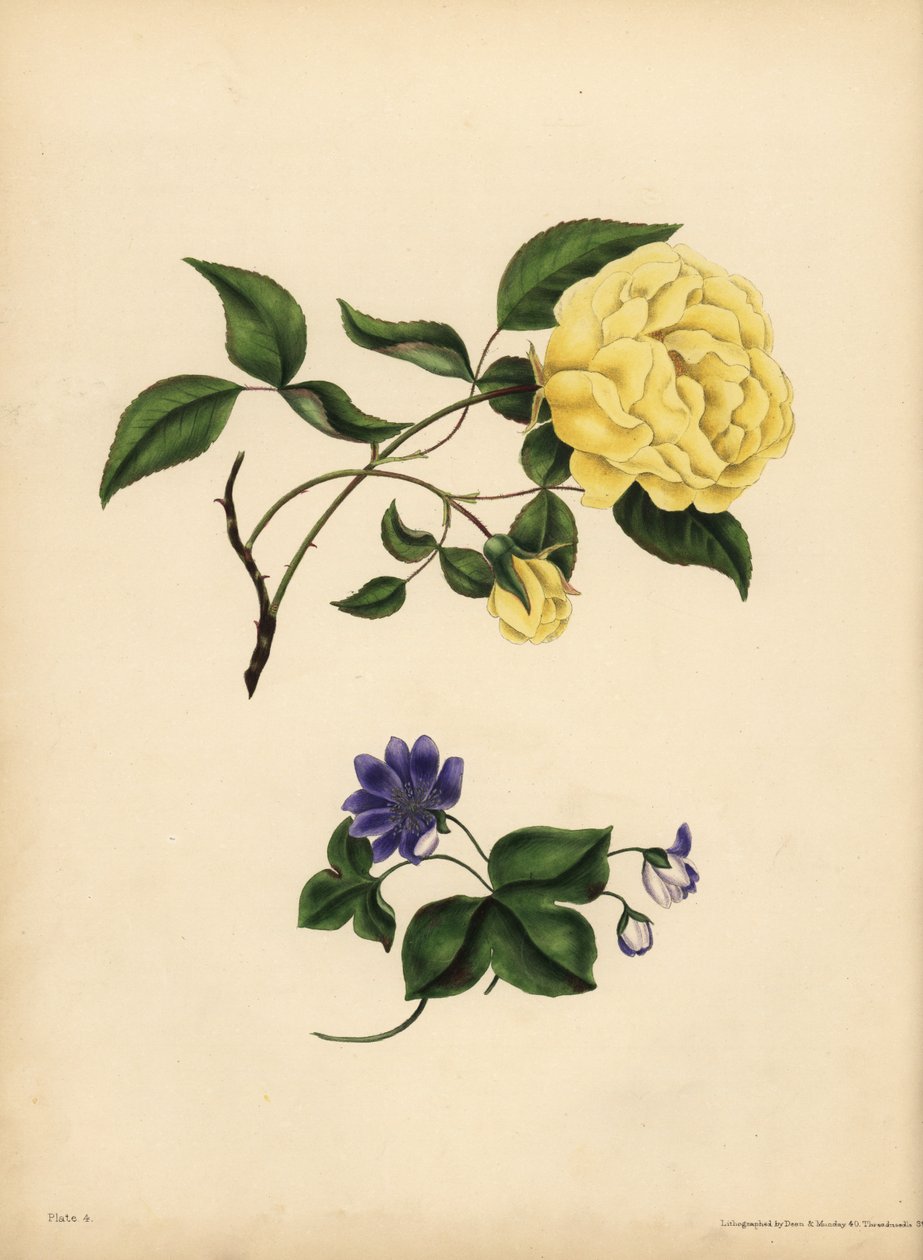 Tatlı kokulu China Rose, Rosa chinensis, Infidelity; Mavi Hepatica, Hepatica nobilis, Güven by John Pardon