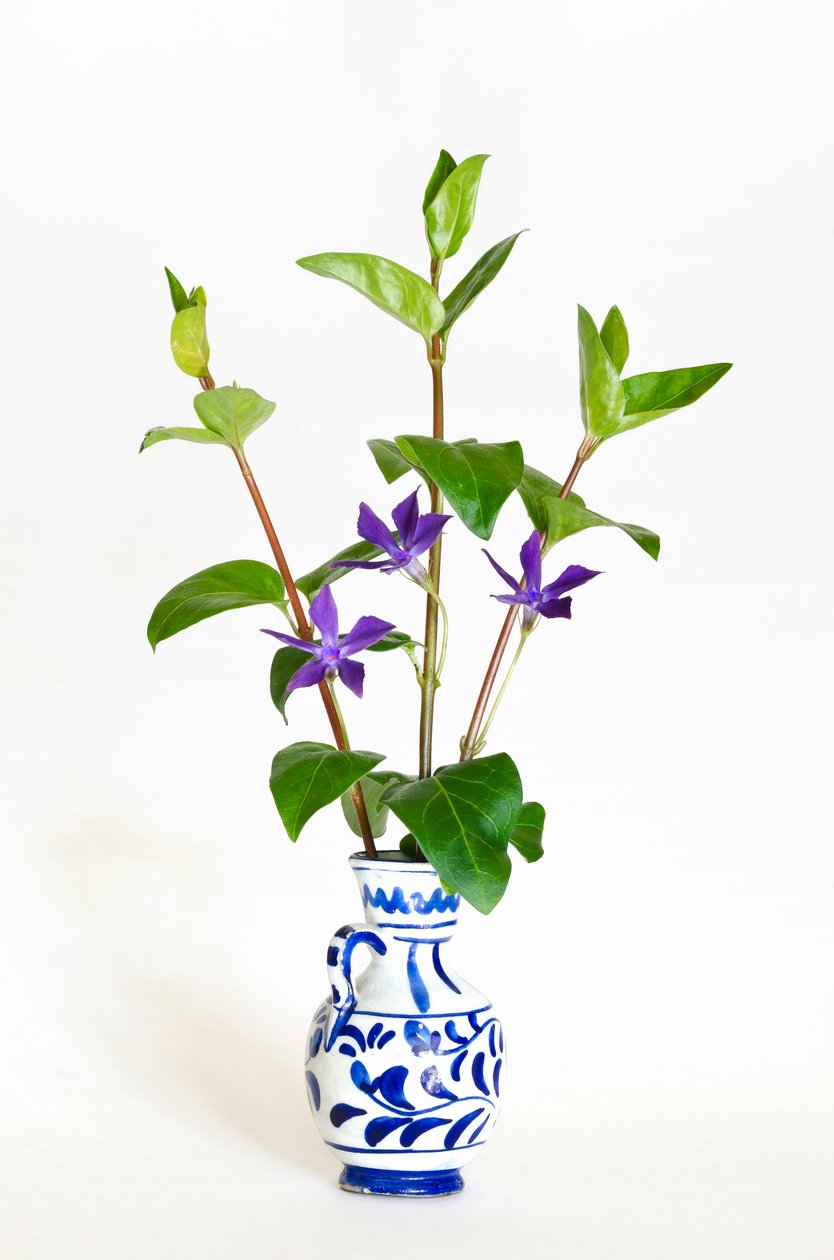Vazoda çiçek açan üç büyük deniz salyangozu sapı (Vinca major) (fotoğraf) by . .