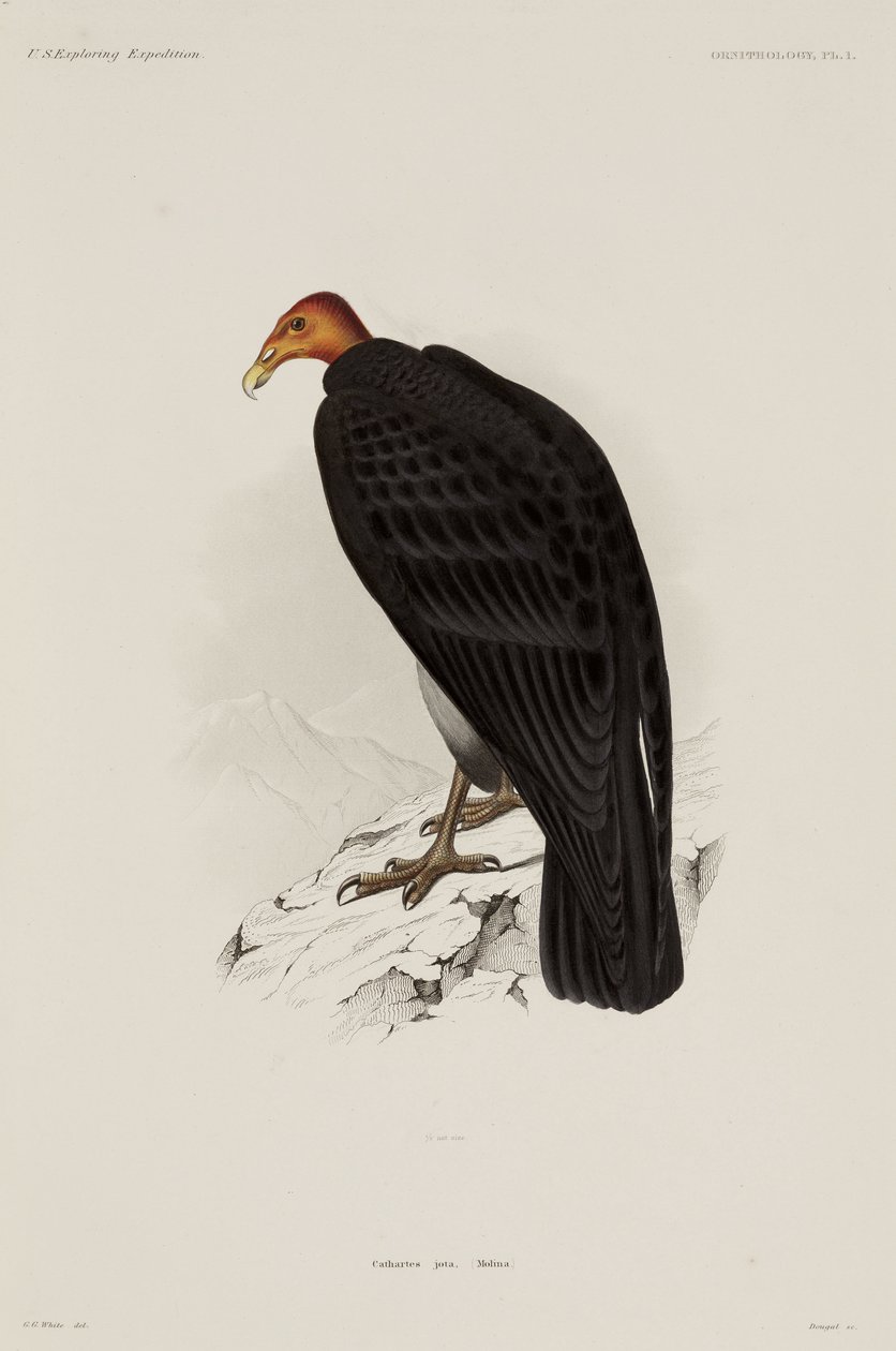 Türkiye akbaba, Şili by John Pardon