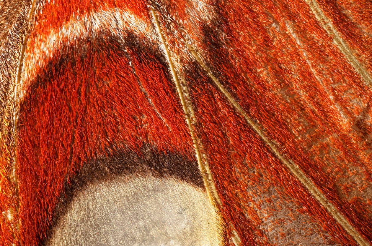 kelebek Attacus atlas (lepidoptera) Daha yakın plan. (makrofotoğrafçılık) by John Pardon