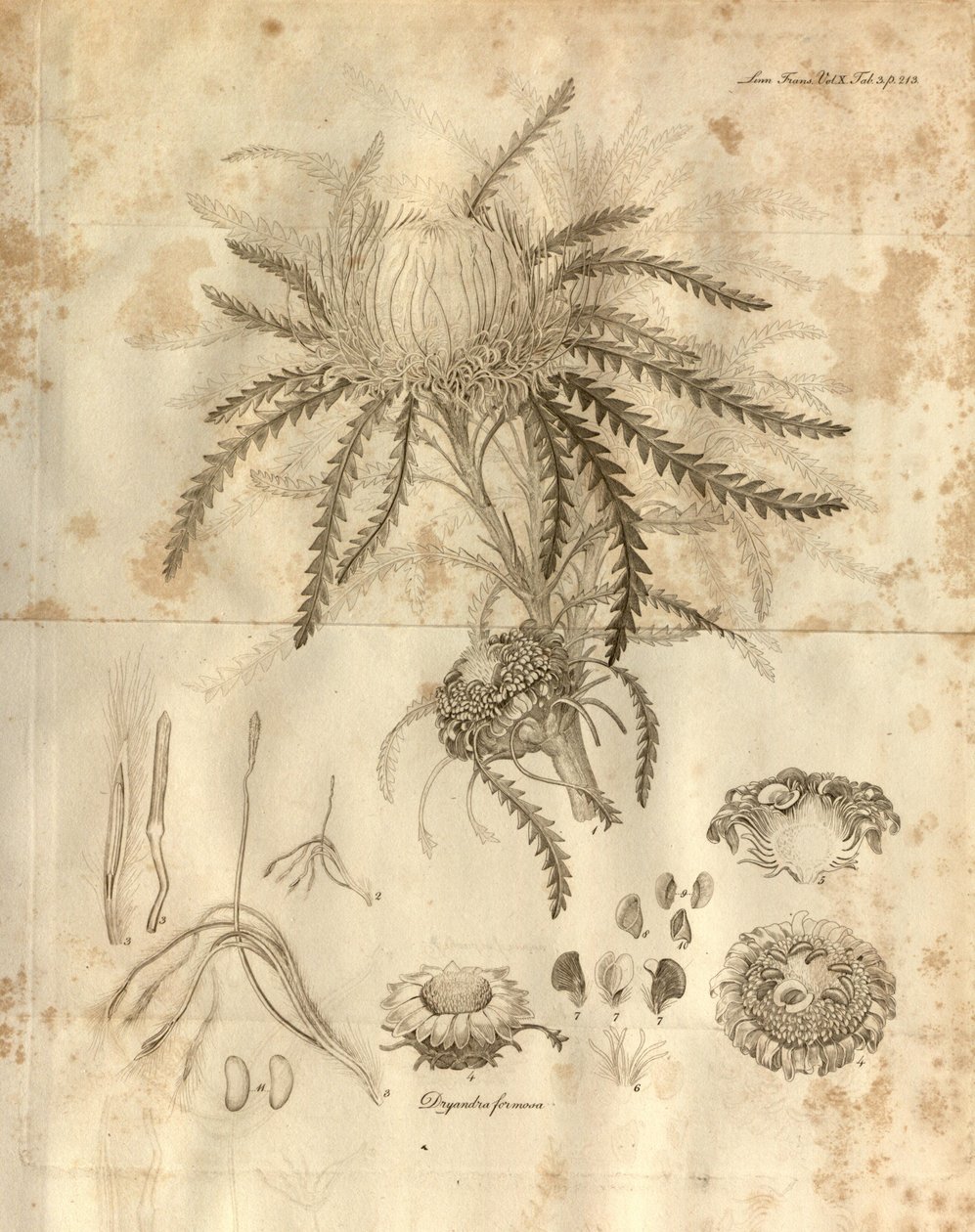 Bu, 1811