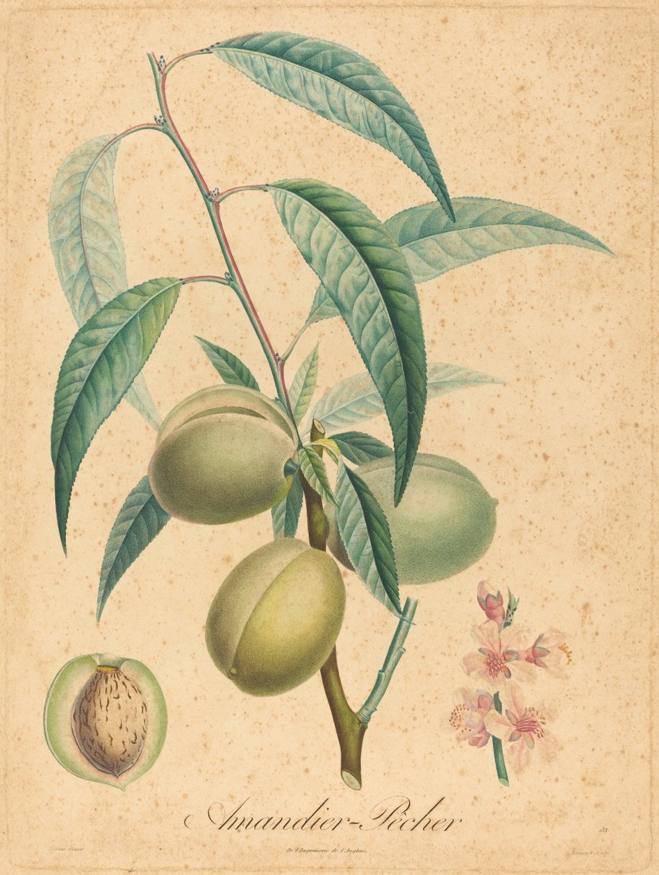 Badem - Şeftali by after A. Poiteau