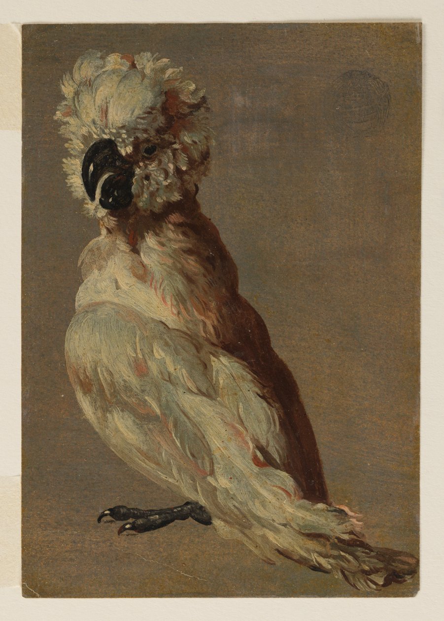 Beyaz-Kahverengi Kakadu by after Frans Snyders