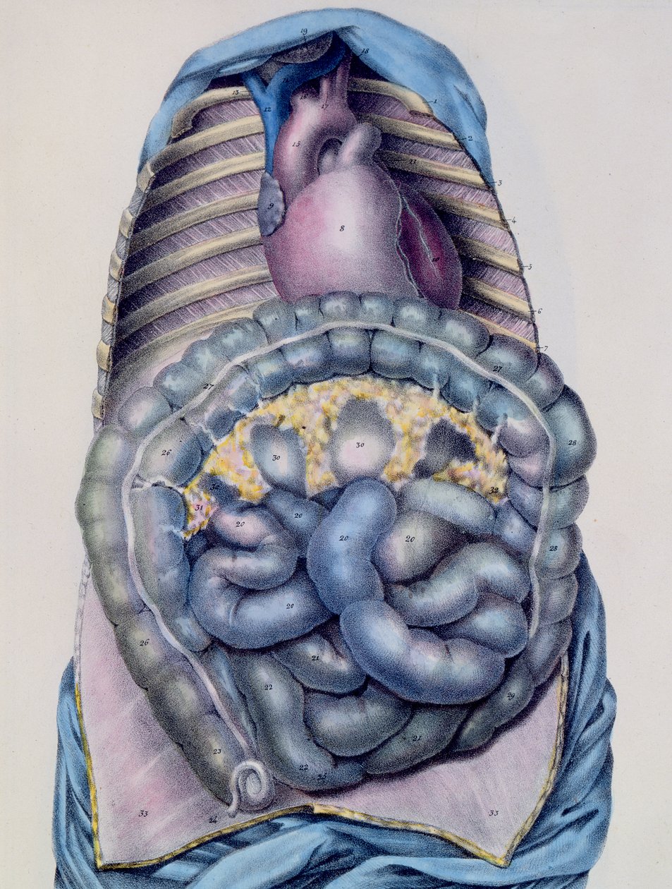 Kalın bağırsağın anatomisi, Manuel dAnatomie tanımlayıcı du Corps Humain