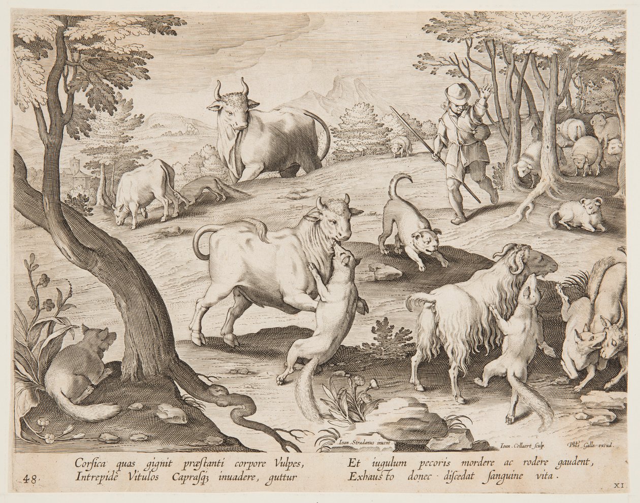 Tilkilerin saldırısına uğrayan boğalar ve keçiler by after Jan van der Straet, called Stradanus