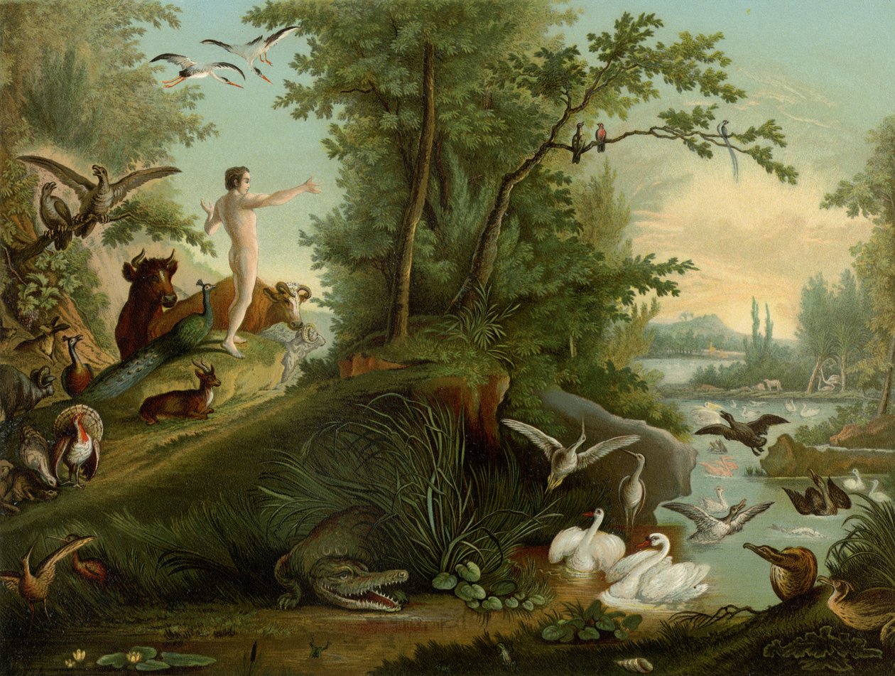 Adem cennette by Johann Elias Ridinger or Riedinger