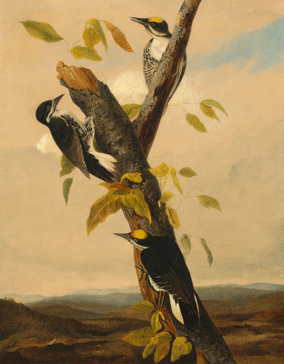 Kara Sırtlı Üç Parmaklı Ağaçkakan by after John James Audubon Joseph Bartholomew Kidd