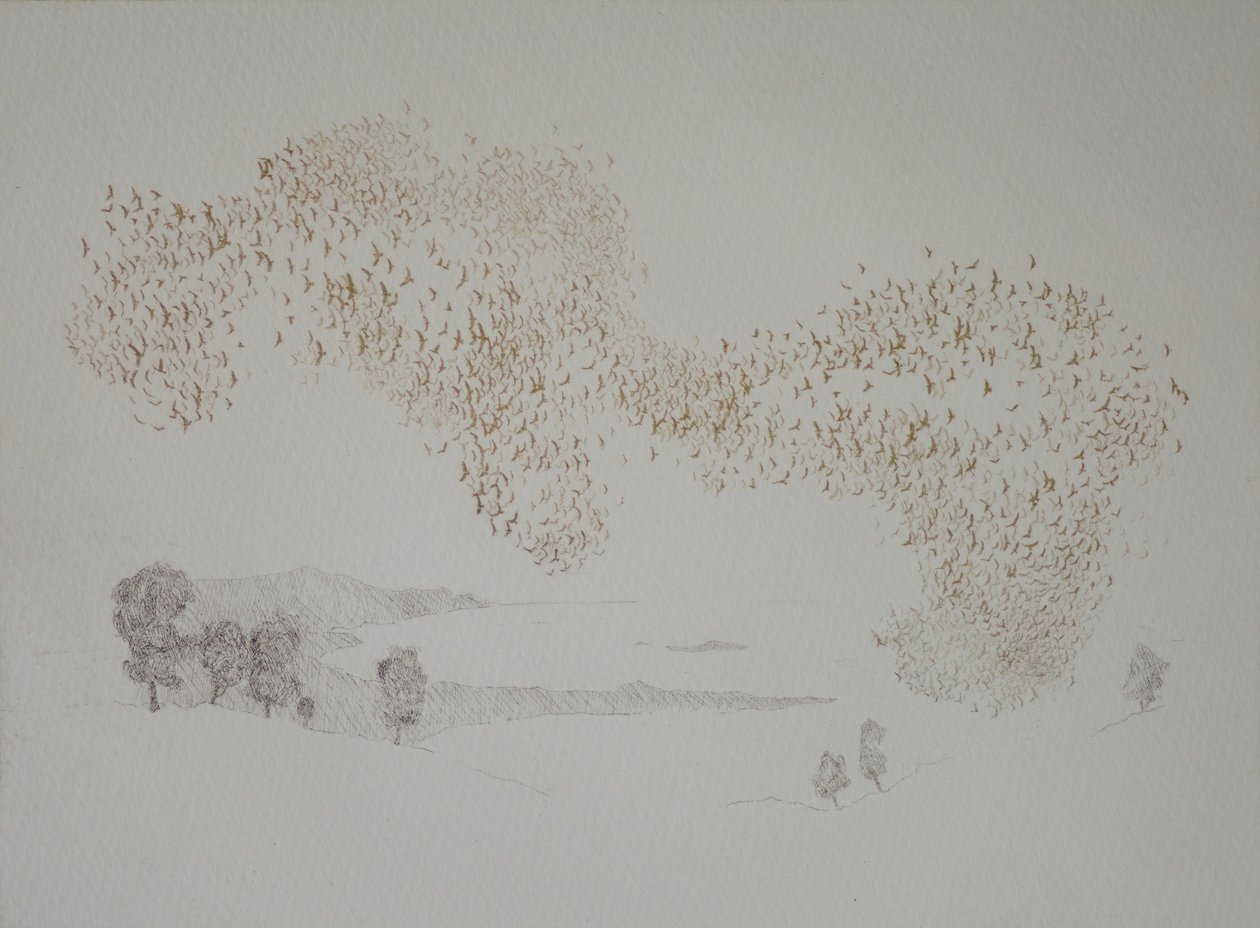 Sunbirds, 2016, kağıt üzerine gravür ve el boyaması by angus hampel
