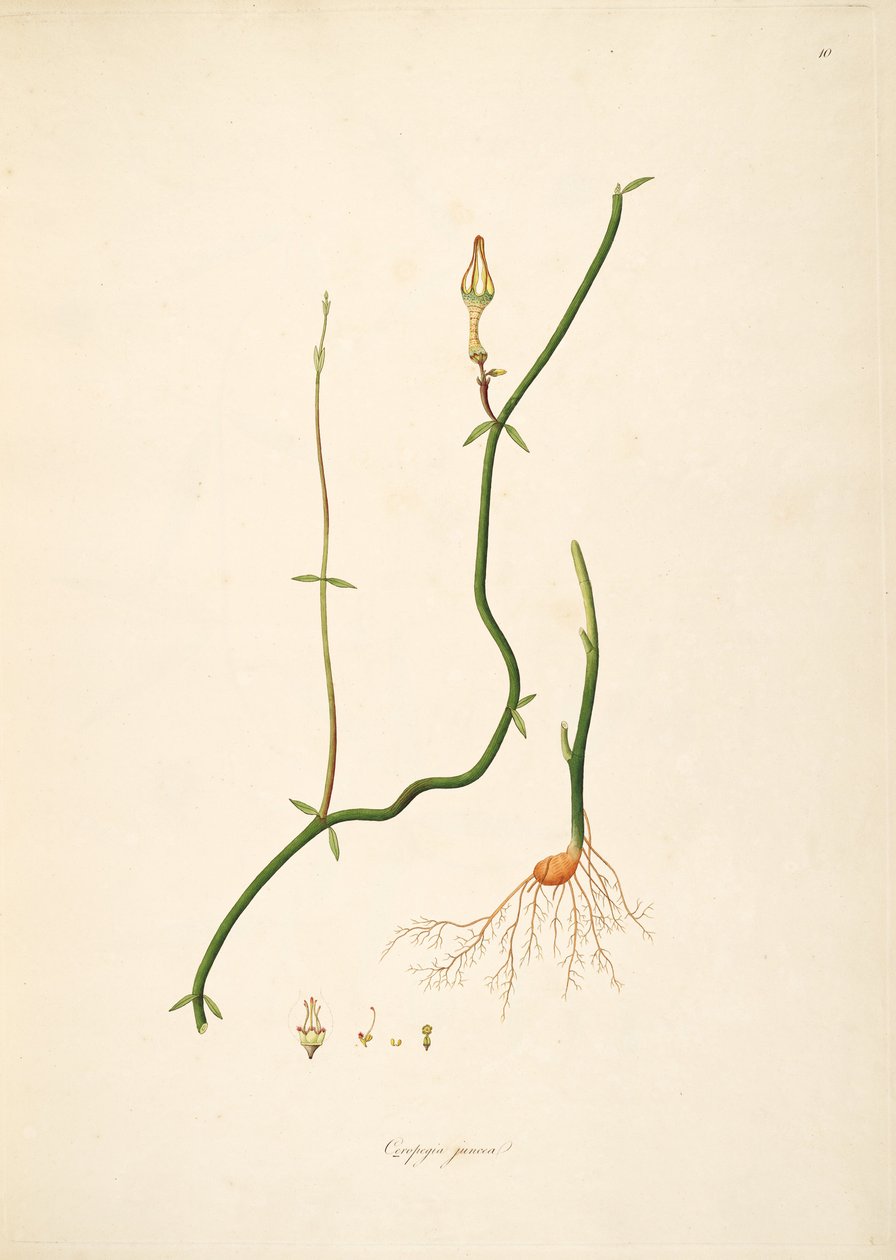 Ceropegia juncea, Apocynaceae, Asclepiadoideae çizimi by anonymus