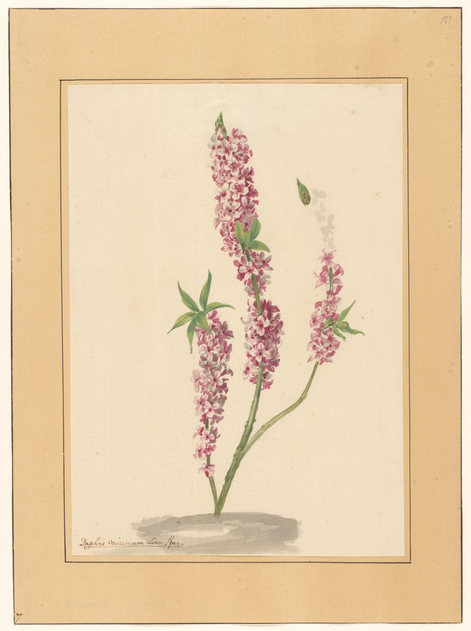 Bir yerde kırmızı biber ağacı by familie Van der Vinne (attributed to)