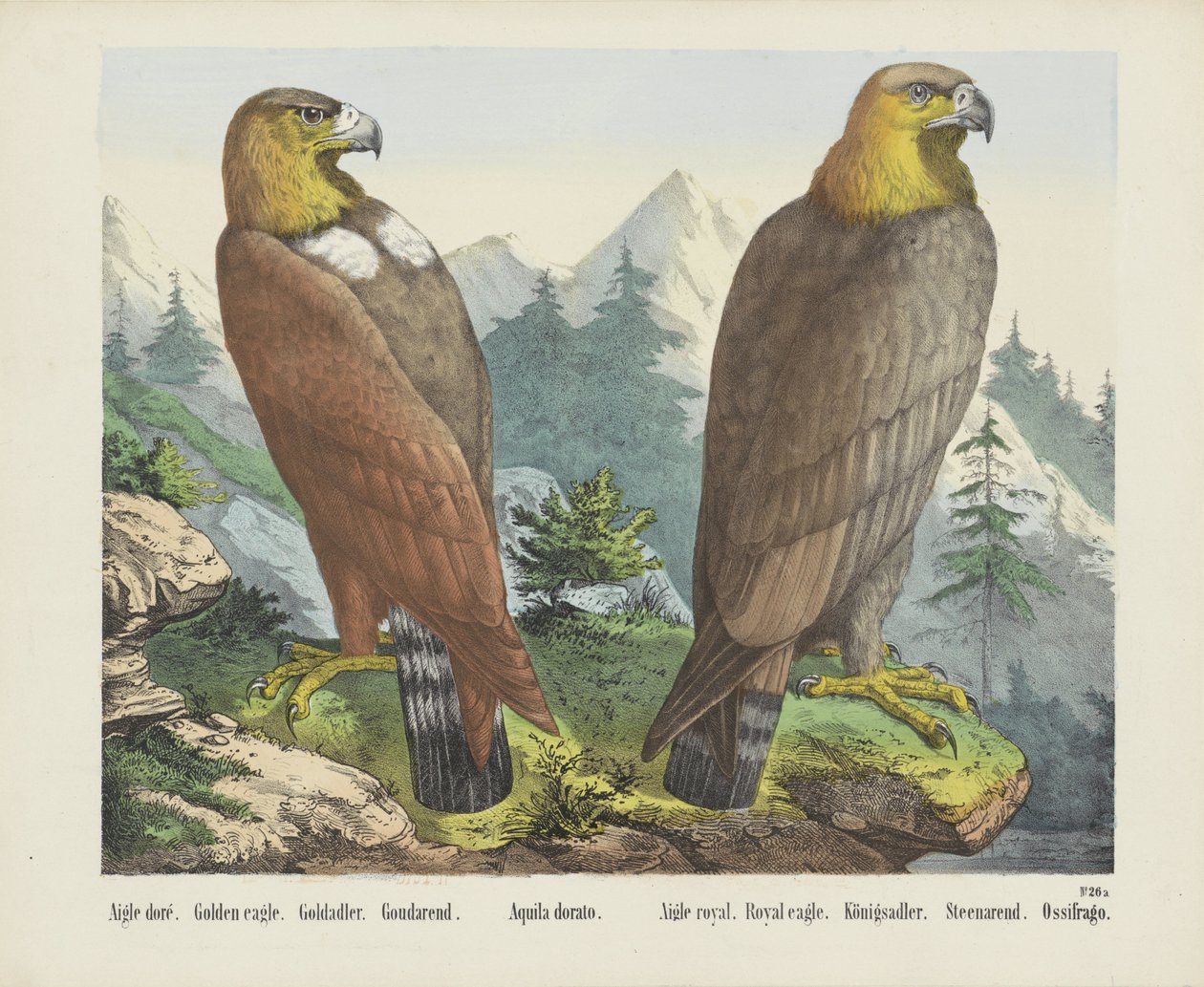 Aigle doré. / Altın Kartal. / Goldadler. / Goudarend. / Aquila dorato. / Aigle kraliyet. / Kraliyet kartalı. / Königsadler. / Steenarend. / Ossifrago (nesne üzerindeki başlık) by firma Joseph Scholz