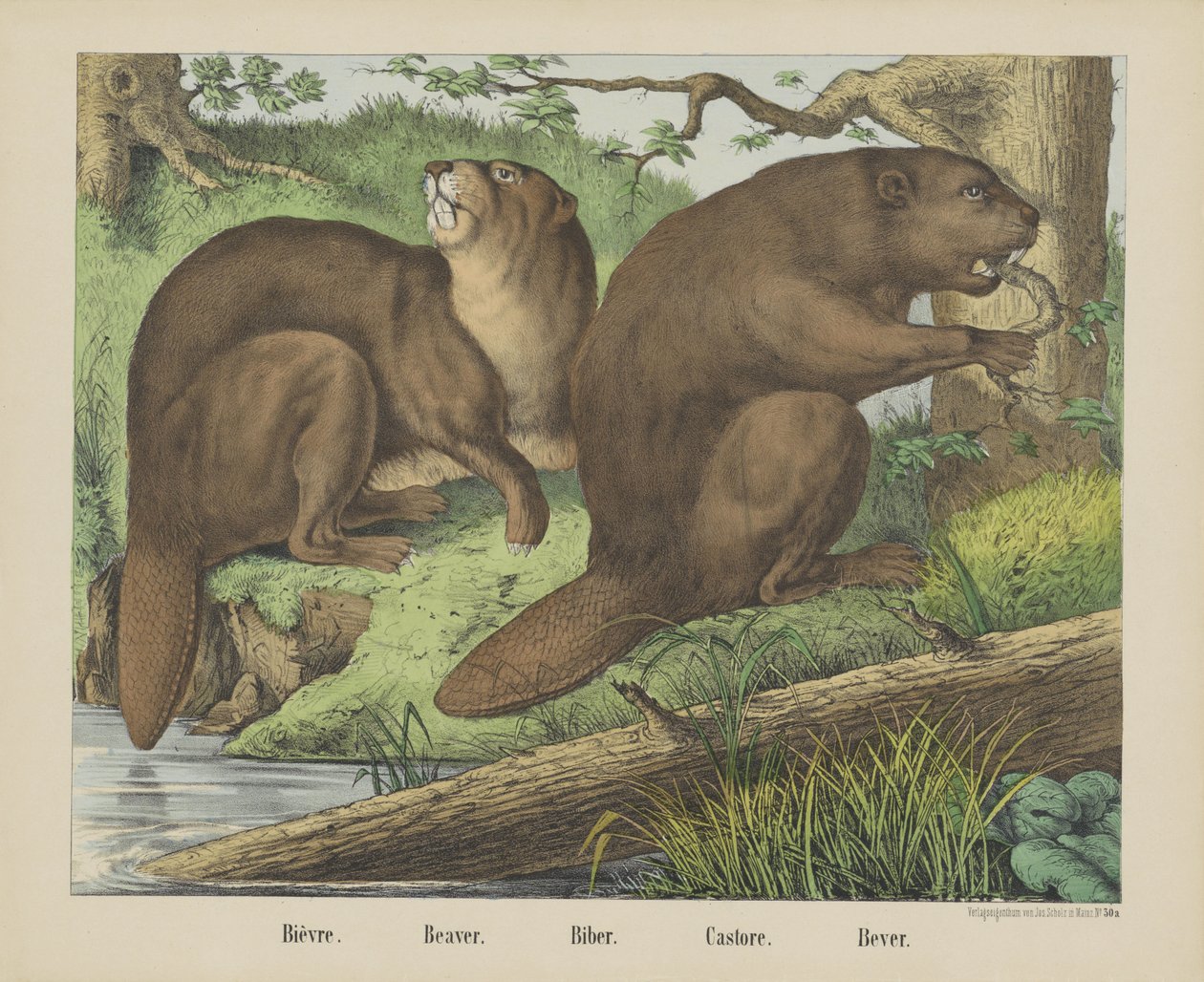Bievre. / Kunduz. / Biber. / Castore. / Bever (nesne üzerindeki başlık) by firma Joseph Scholz