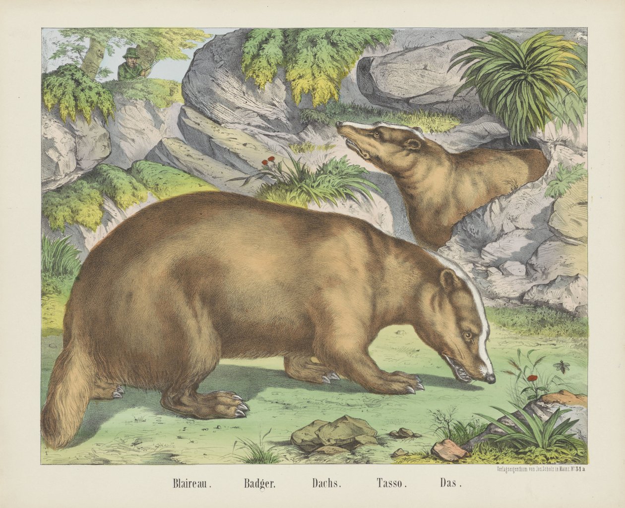 Blaireau. / Porsuk. / Hollandaca. / Tasso. / Das (nesne üzerindeki başlık) by firma Joseph Scholz