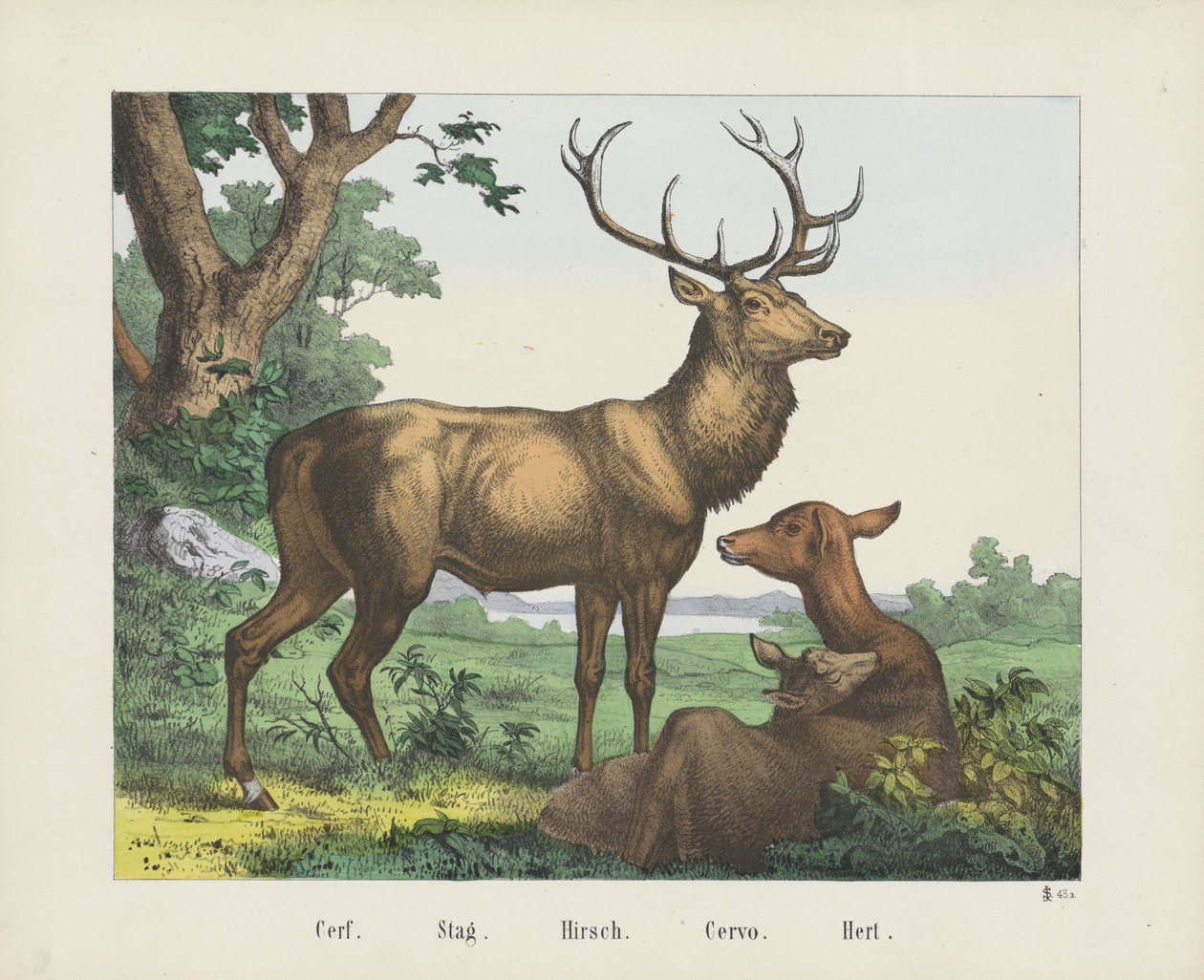 Cerf. / Geyik. / Hirsch. / Servo. / Hert (nesne üzerindeki başlık) by firma Joseph Scholz