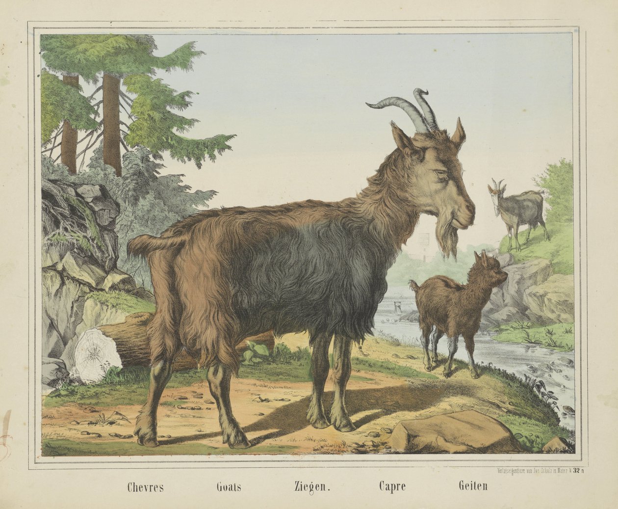 Chevres / Keçiler / Keçiler. / Capre / Keçiler (nesne üzerindeki başlık) by firma Joseph Scholz