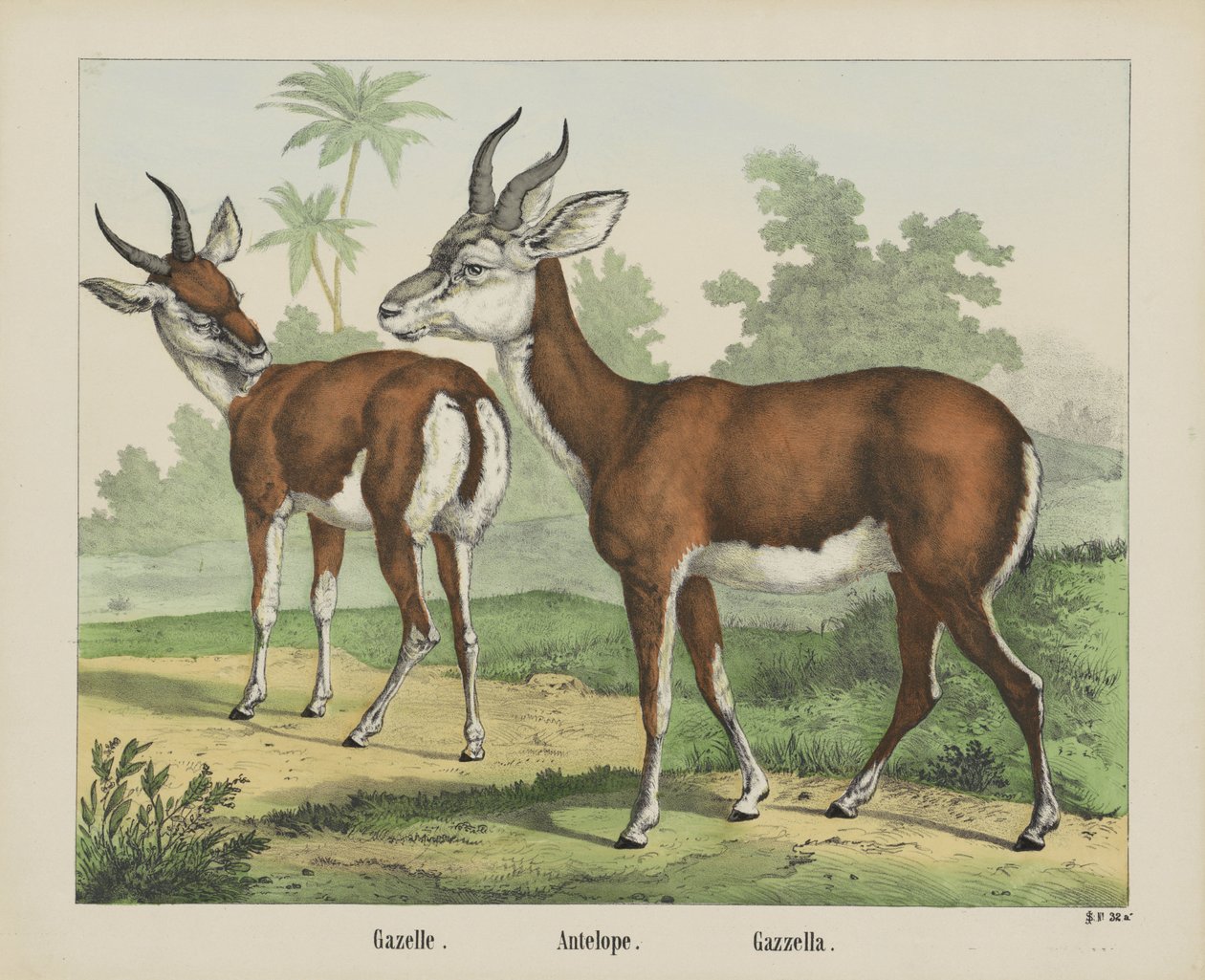 ceylan. / Antilop. / Gazella (nesne üzerindeki başlık) by firma Joseph Scholz