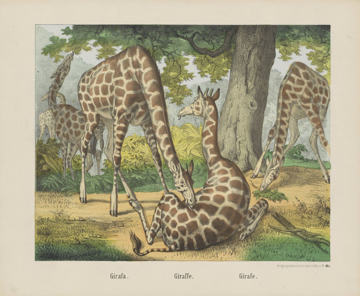Zürafa. / Zürafa. / Zürafa (nesne üzerindeki başlık) by firma Joseph Scholz