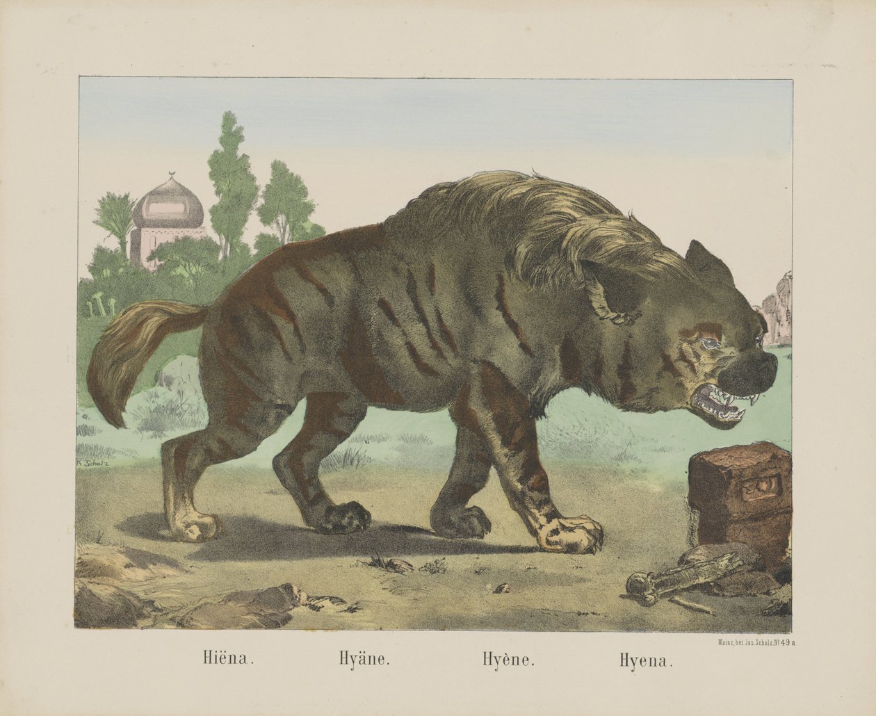 Sırtlan. / Sırtlan. / Sırtlan. / Sırtlan (nesne üzerindeki başlık) by firma Joseph Scholz