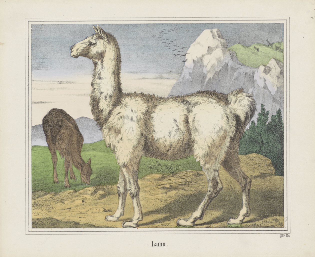 Lama (nesne üzerindeki başlık) by firma Joseph Scholz