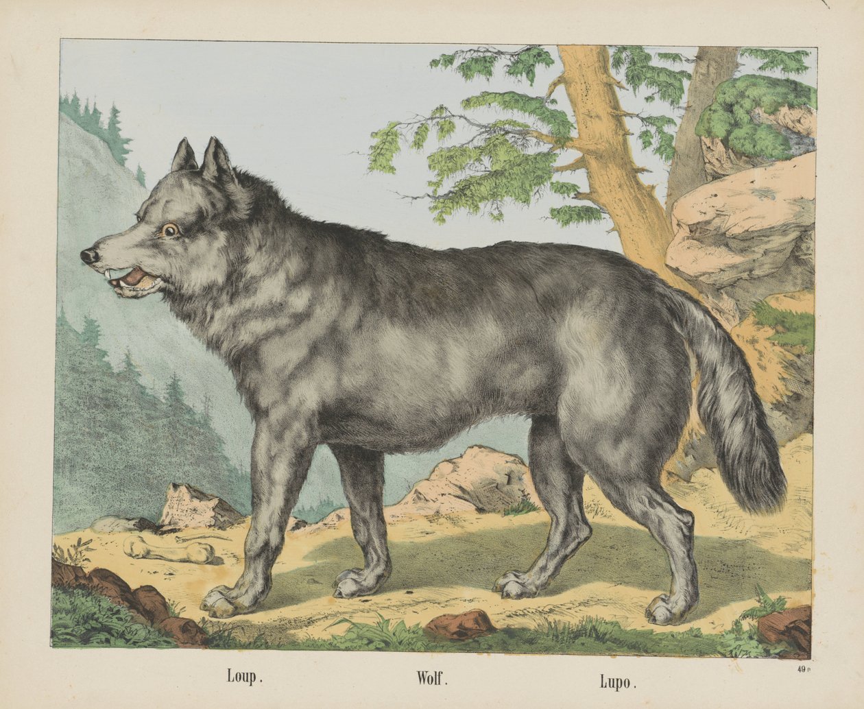 Loup. / Kurt. / Lupo (nesne üzerindeki başlık) by firma Joseph Scholz