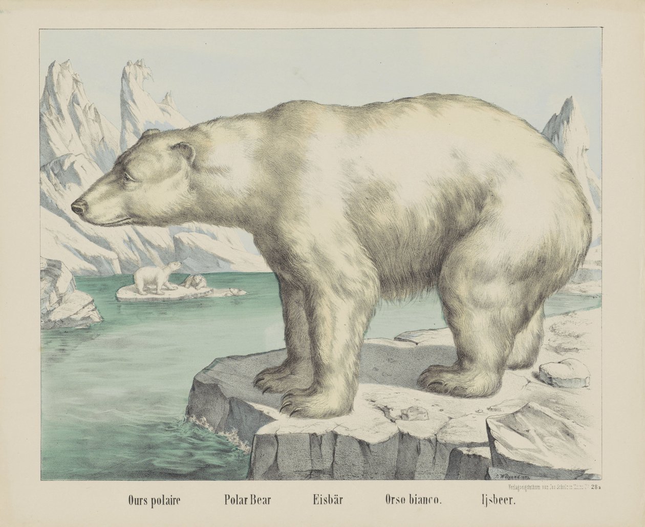 Bizimki kutup / Kutup ayısı / Eisbär / Orso bianco. / Ijsbeer (nesne üzerindeki başlık) by firma Joseph Scholz
