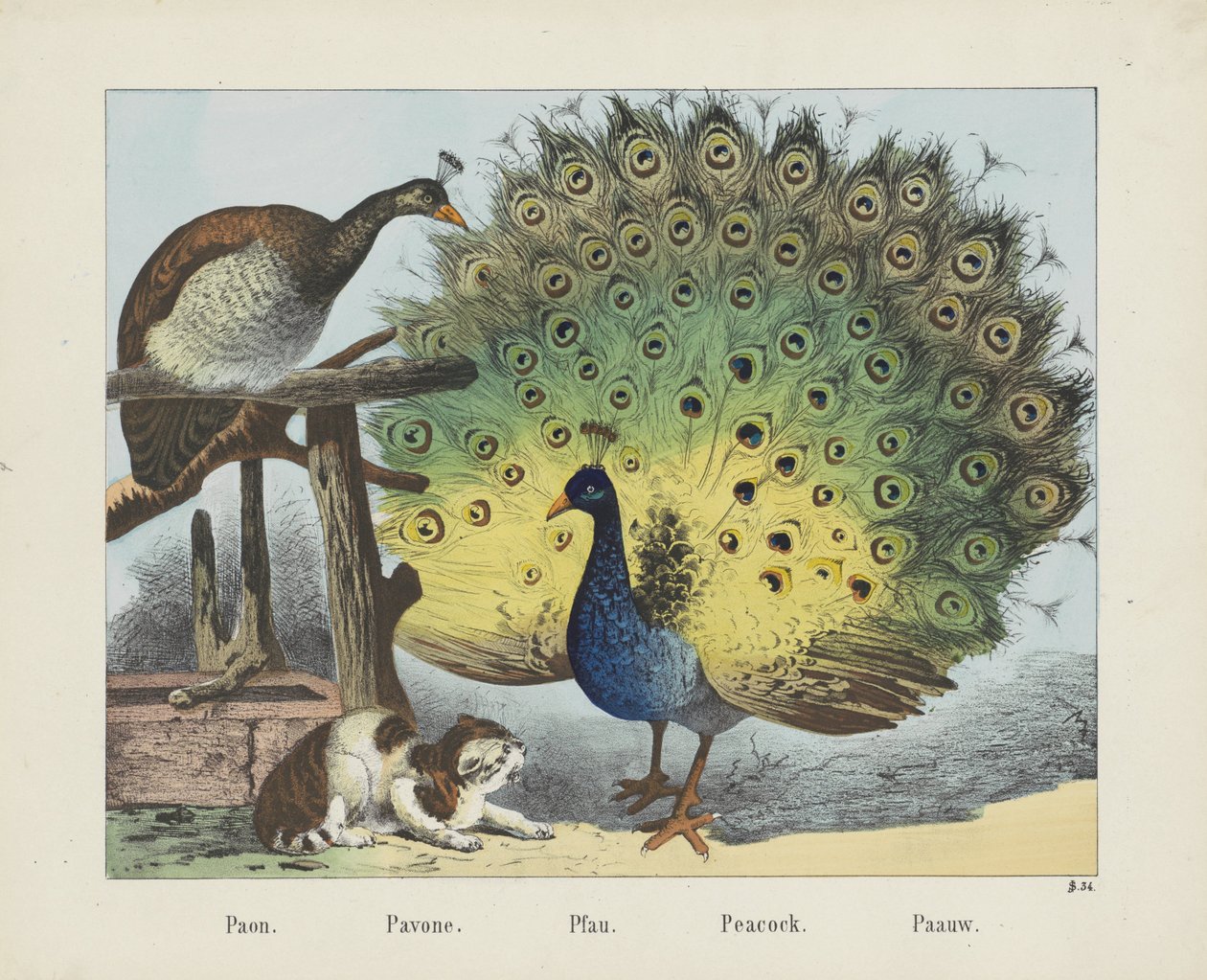 Paon. / Pavone. / Pfau. / Tavuskuşu. / Paauw (nesne üzerindeki başlık) by firma Joseph Scholz
