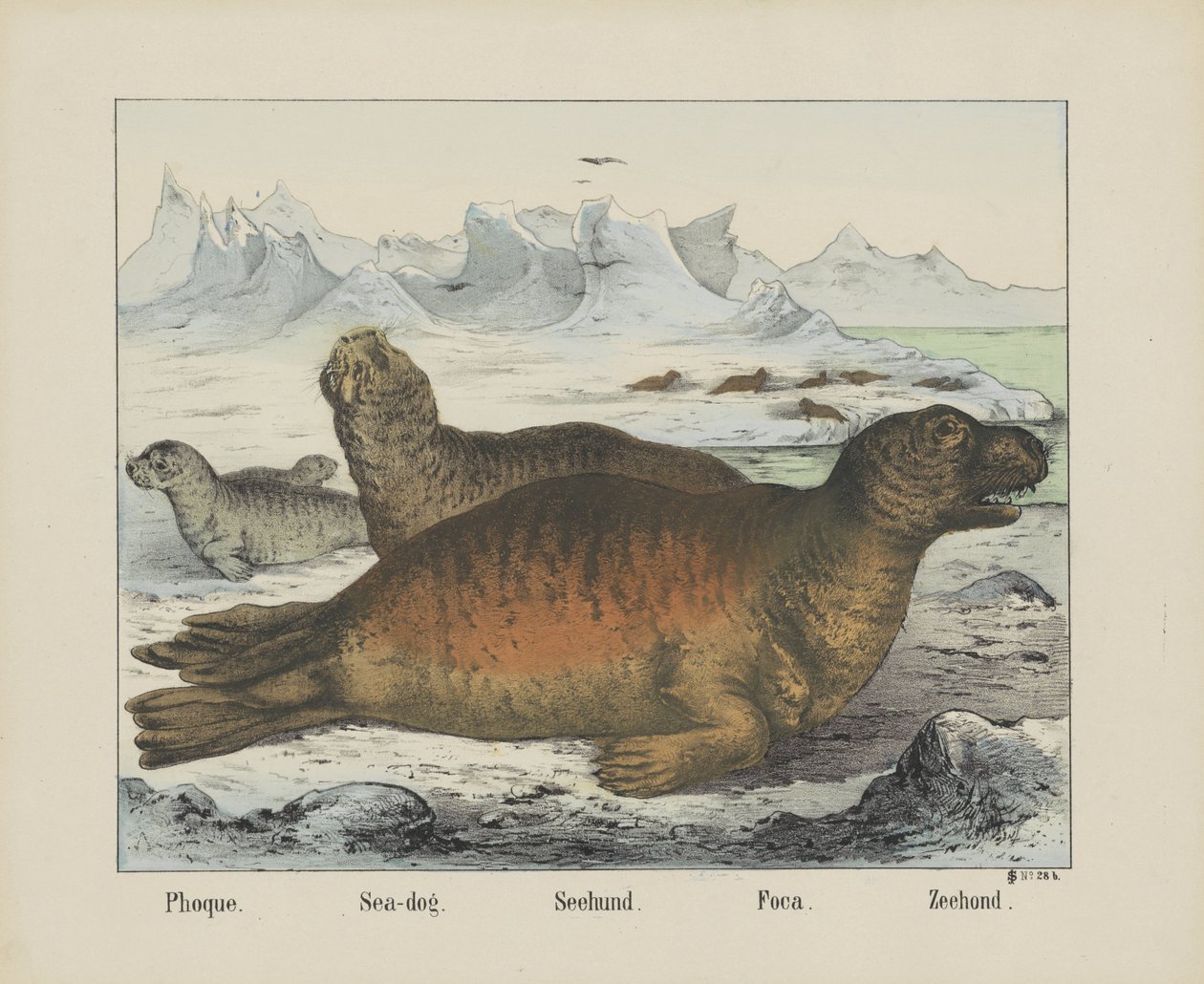 Phoque. / Deniz köpeği. / Seehund. / Foça. / Mühür (nesne üzerindeki başlık) by firma Joseph Scholz