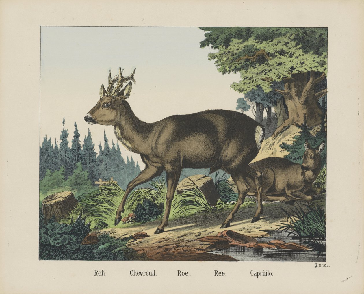 Reh. / Chevreuil. / Karaca. / Ree. / Capriulo (nesne üzerindeki başlık) by firma Joseph Scholz