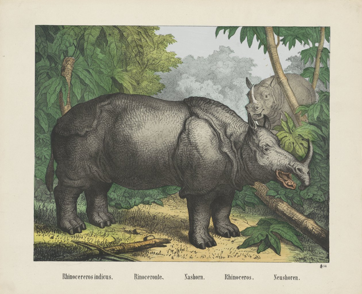 Gergedan göstergesi. / Rinoceronte. / Nashorn. / Gergedan. / Neushoren (nesne üzerindeki başlık) by firma Joseph Scholz