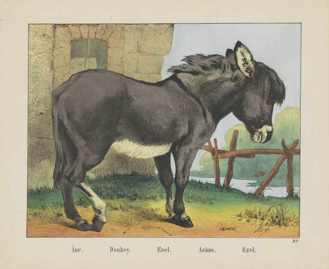 Âne. / Eşek. / Esel. / Asino. / Ezel (nesne üzerindeki başlık) by firma Joseph Scholz