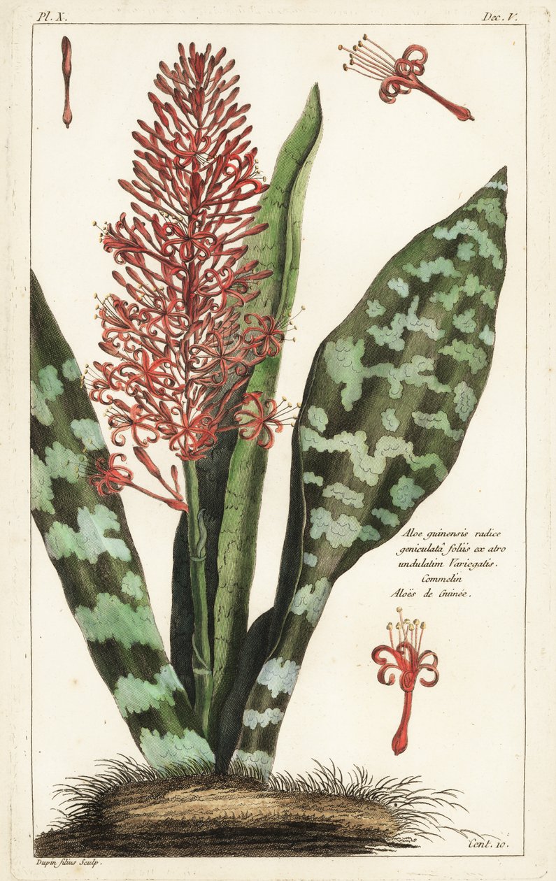 Afrika yay keneviri, Sansevieria hyacinthoides by the Younger Dupin