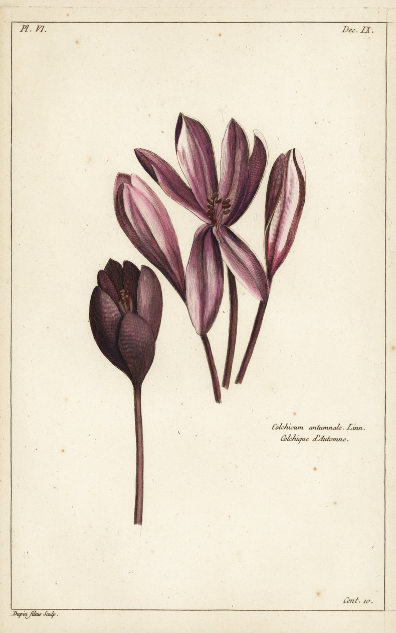 Sonbahar çiğdem, çayır safranı veya çıplak bayanlar, Colchicum Autumnale, Linn by the Younger Dupin
