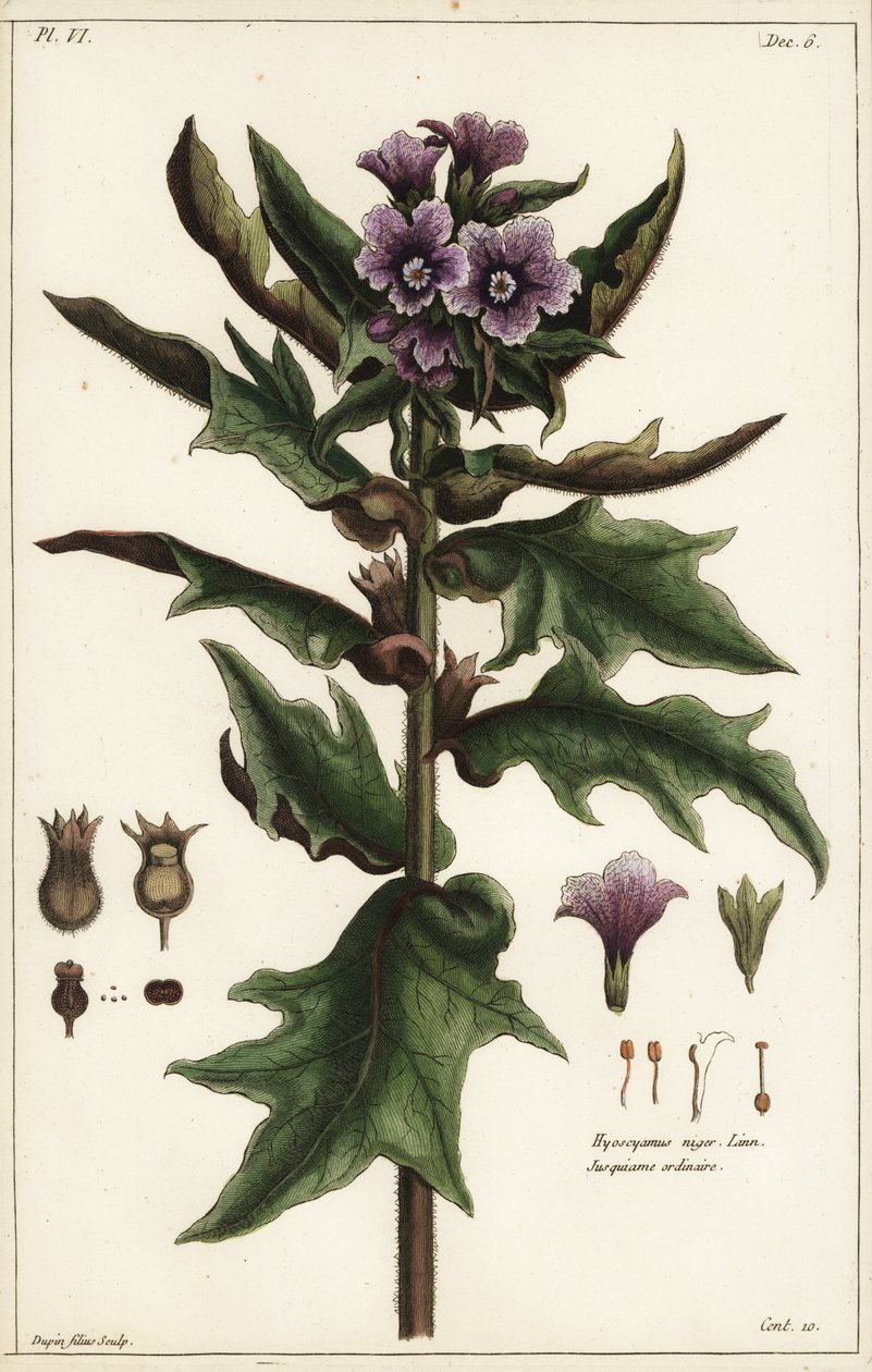 Kara ban, jusquiame noire, Hyoscyamus niger Linn by the Younger Dupin