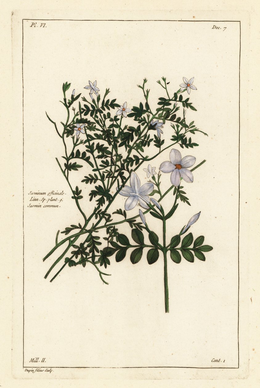 Ortak yasemin, Jasminum officinale, Linn by the Younger Dupin