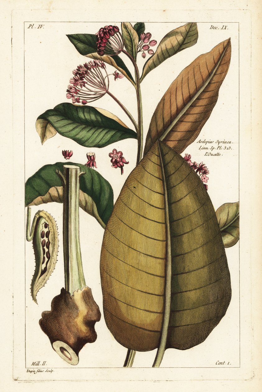 Ortak süt otu, Asclepias syriaca by the Younger Dupin