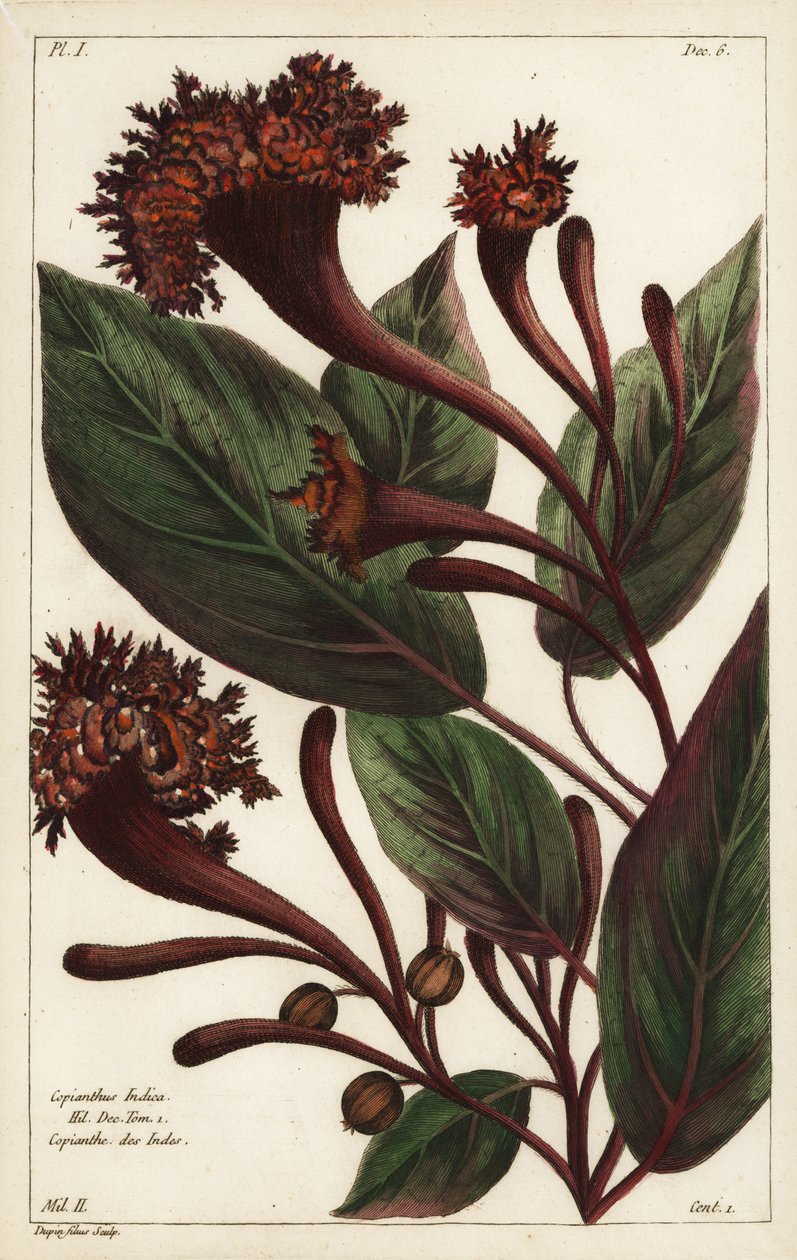 Cornucopian çalı, Copiathus indica, Hil by the Younger Dupin