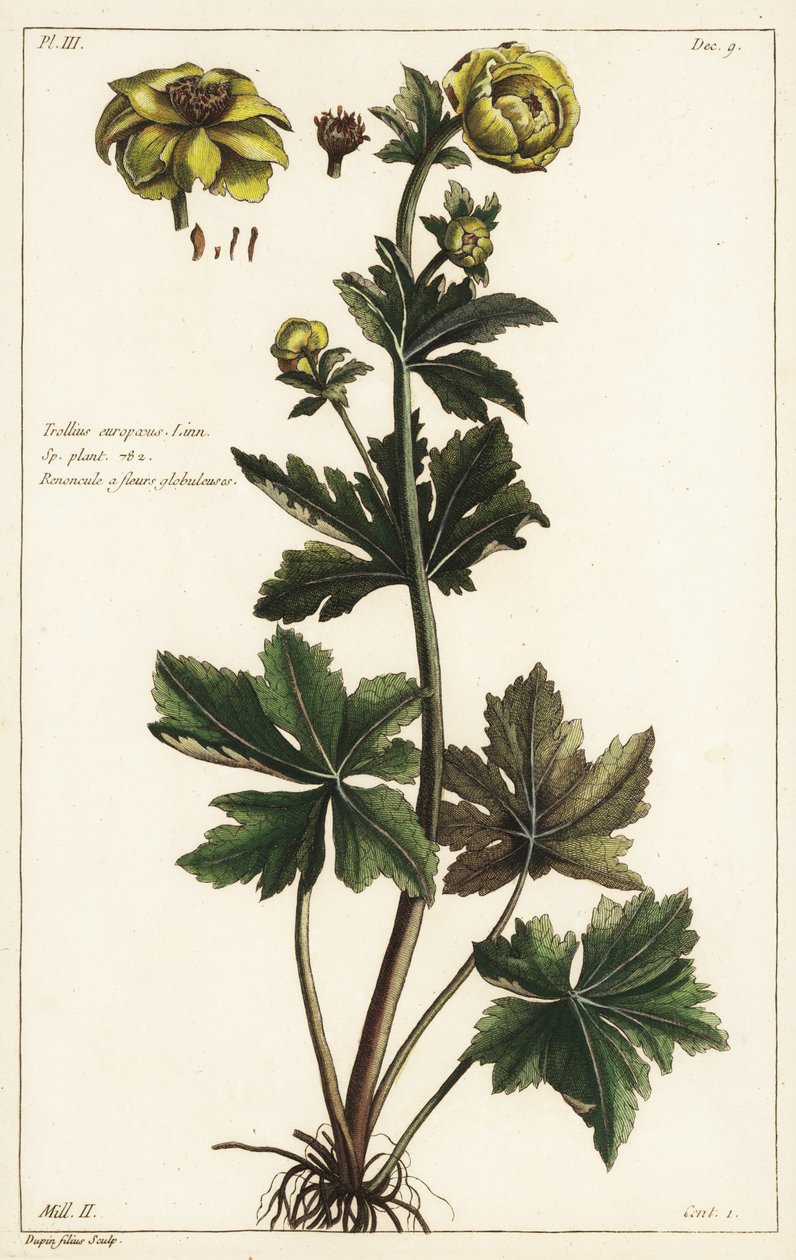 Küre çiçeği, Trollius europaeus, Linn by the Younger Dupin