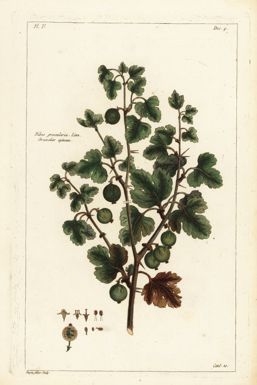 Bektaşi üzümü, Ribes grossularia by the Younger Dupin