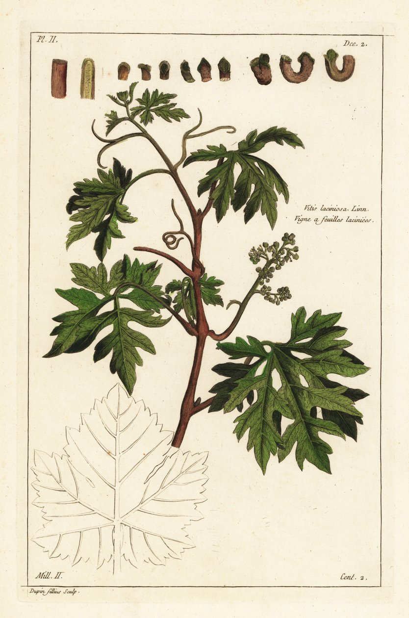 Bir asma üzerinde yapraklar ve tomurcuklanan üzümler, Vitis vinifera by the Younger Dupin