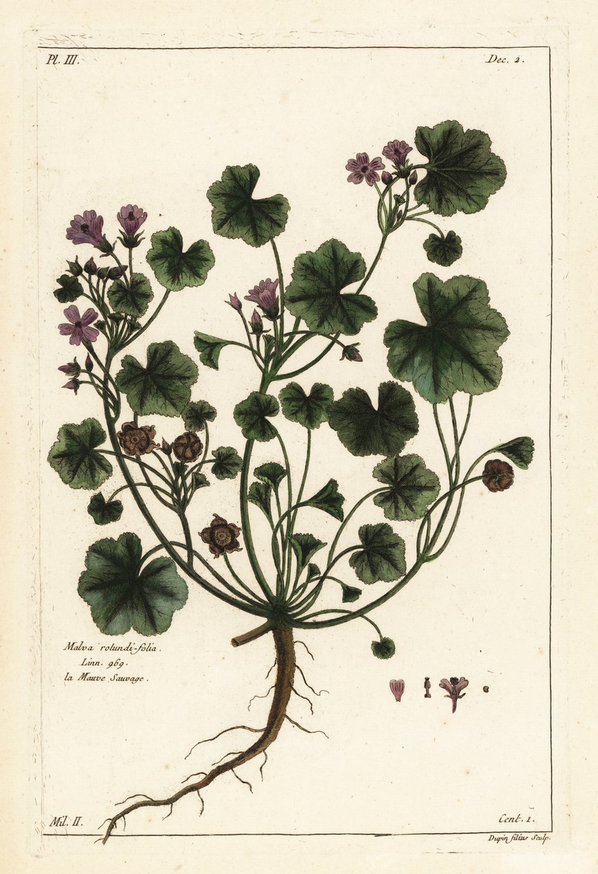 Düşük ebegümeci veya yuvarlak yapraklı ebegümeci, Malva pusilla by the Younger Dupin