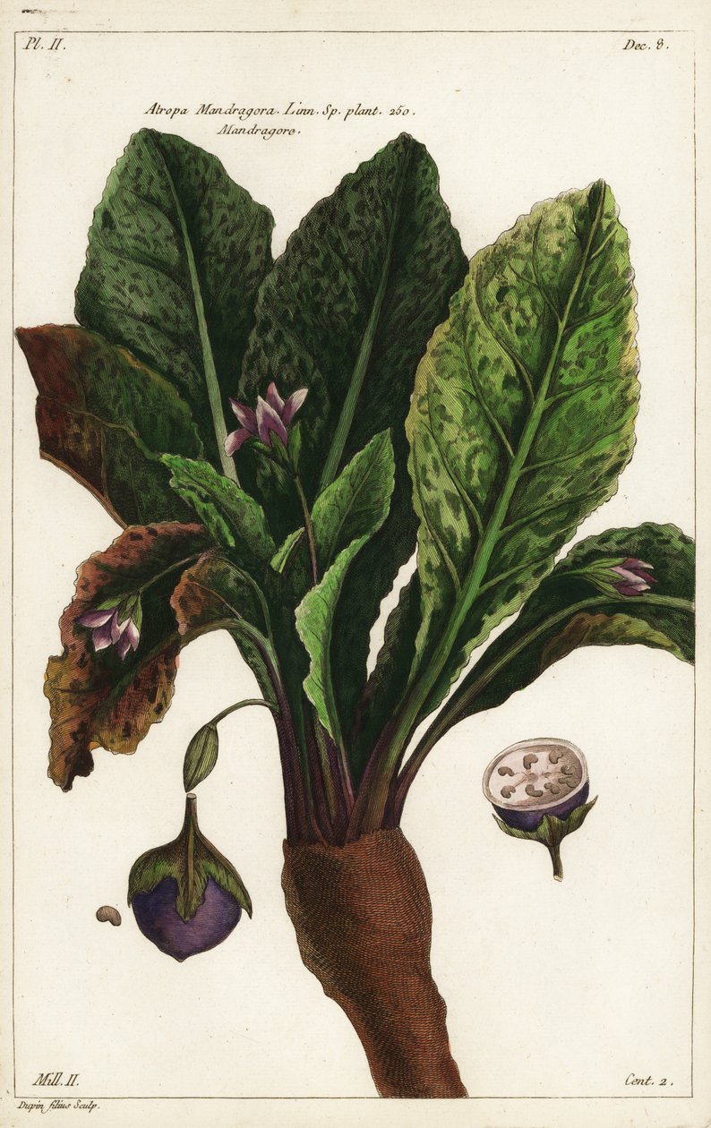 Mandrake, Mandragora officinarum by the Younger Dupin