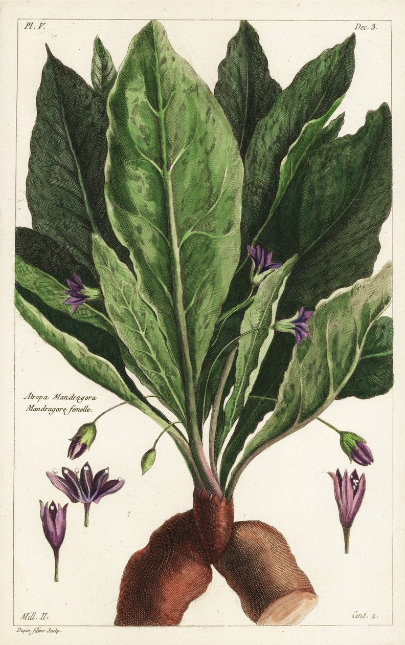 Mandrake, dişi, Mandragora officinarum, Atropa mandragora, Dişi Mandrake by the Younger Dupin