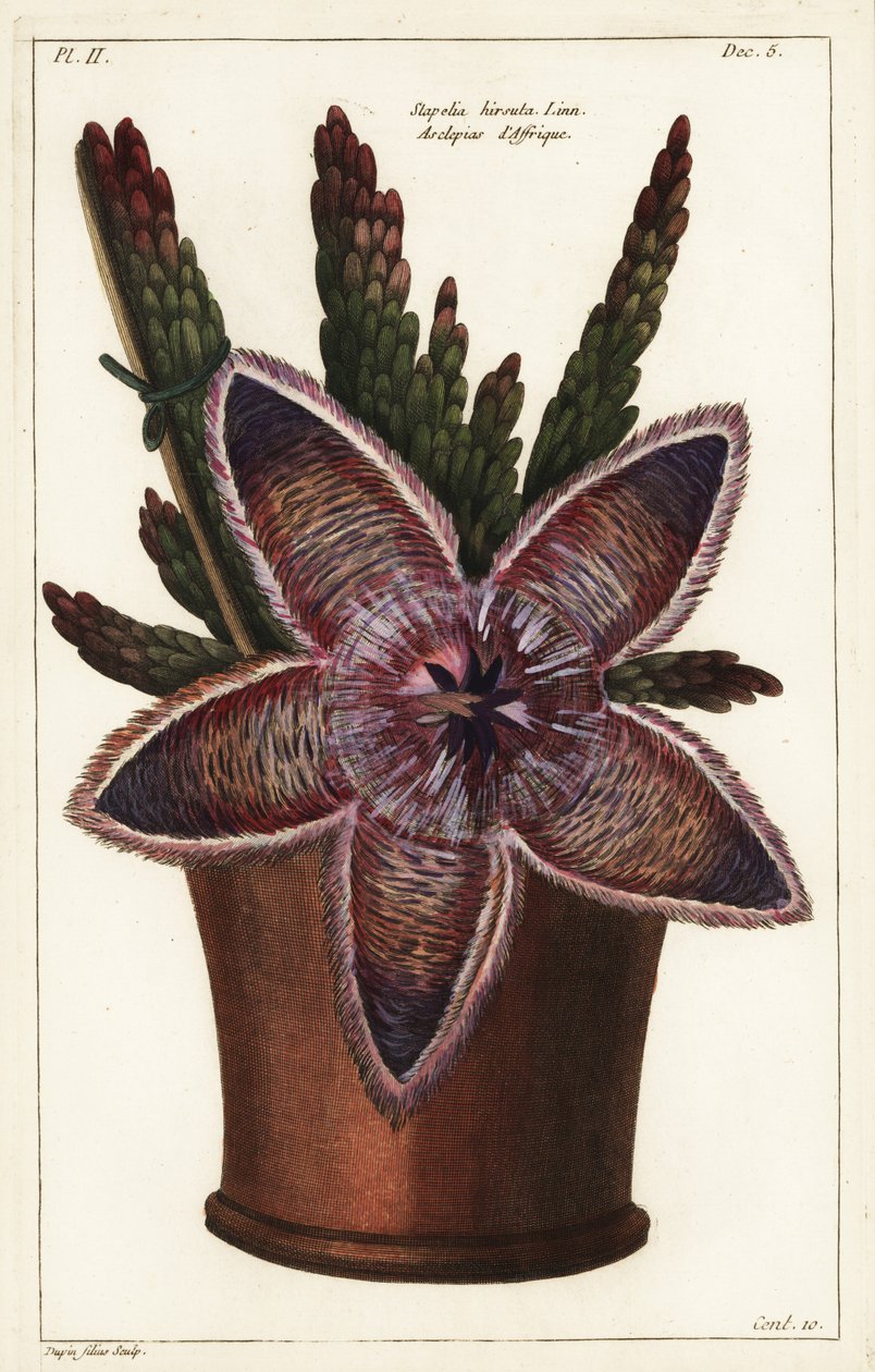 Deniz yıldızı çiçeği veya leş bitkisi, Stapelia hirsuta Linn by the Younger Dupin