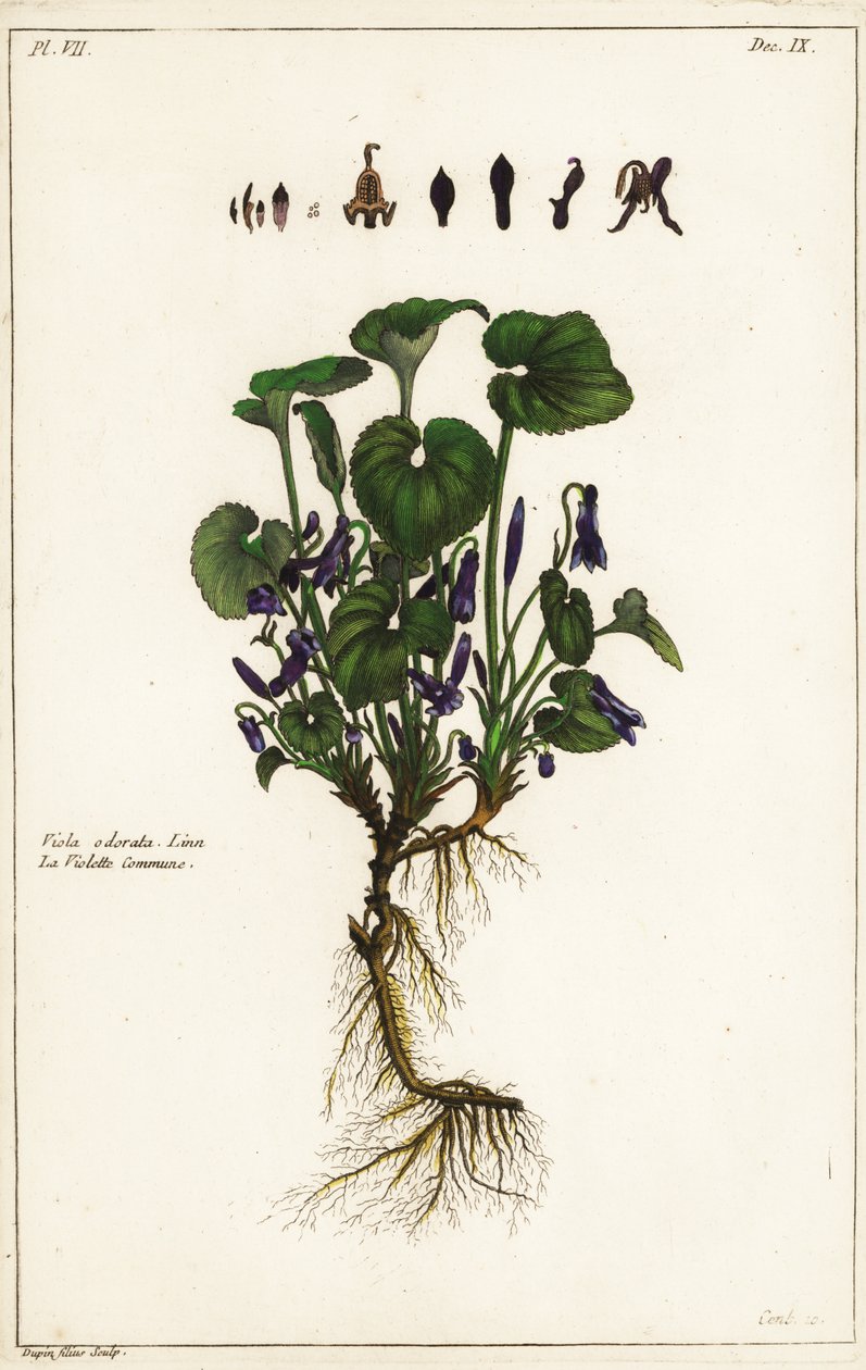 Tatlı menekşe, Viola odorata, Linn by the Younger Dupin