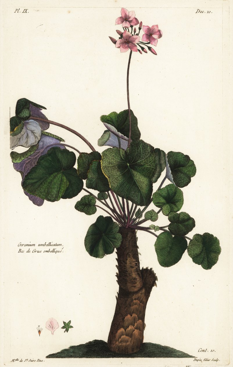 Çözülmemiş sardunya türleri, Sardunya umbellicatum by the Younger Dupin
